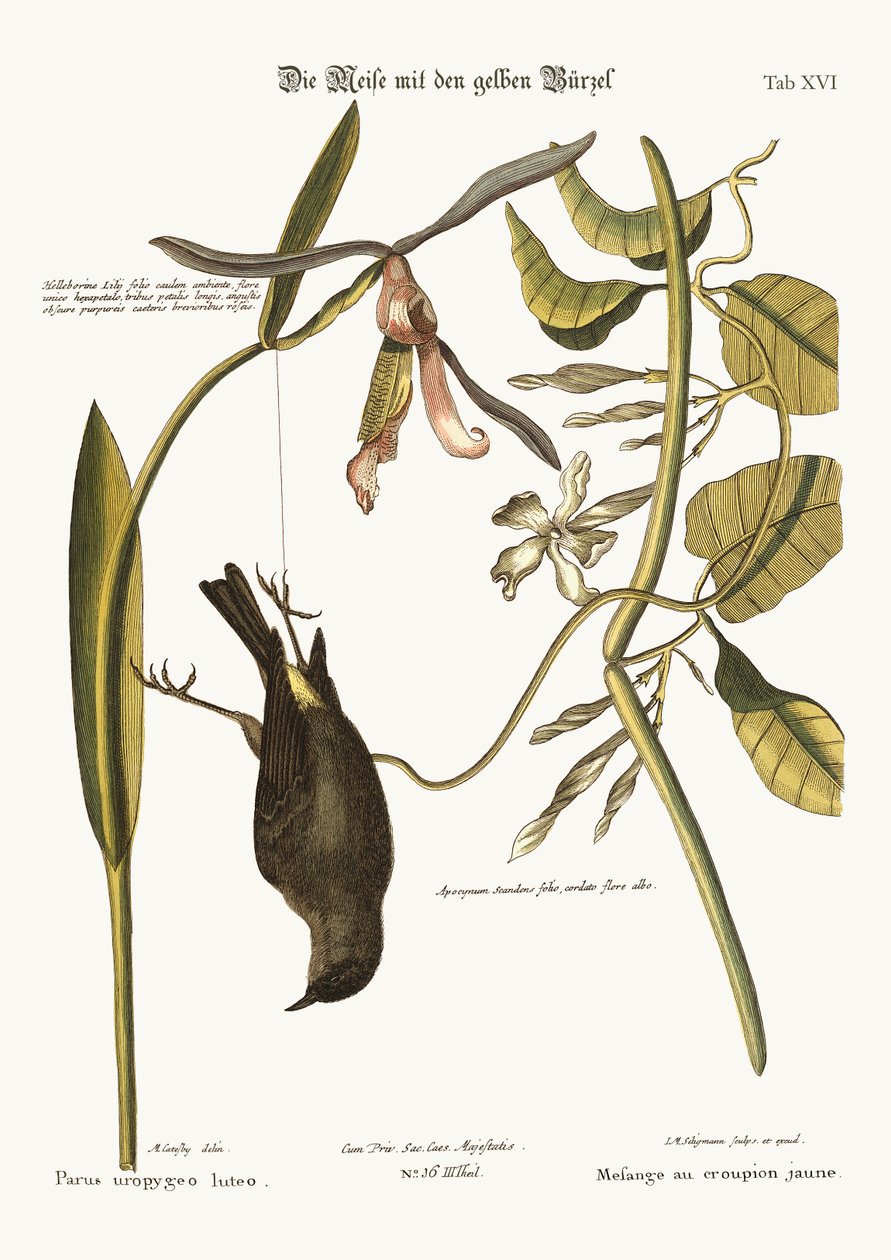 The Yellow-Rummp, 1749-73 alkotó: Mark Catesby
