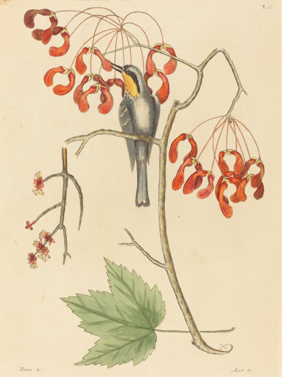 The Yellow Throated Creeper, 1754-ben jelent meg. alkotó: Mark Catesby
