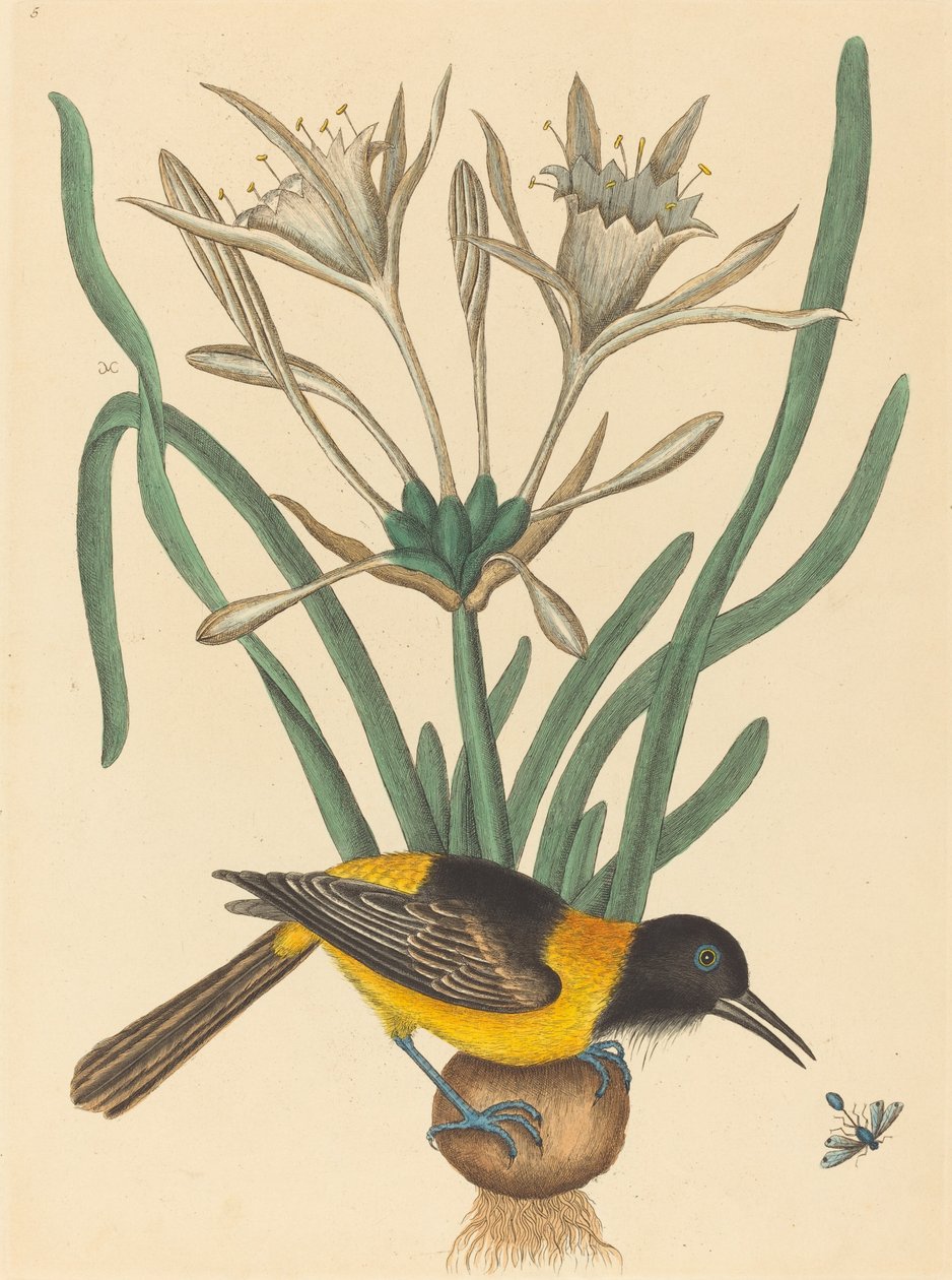 Sárga-fekete pye (Oriolus Icterus) alkotó: Mark Catesby