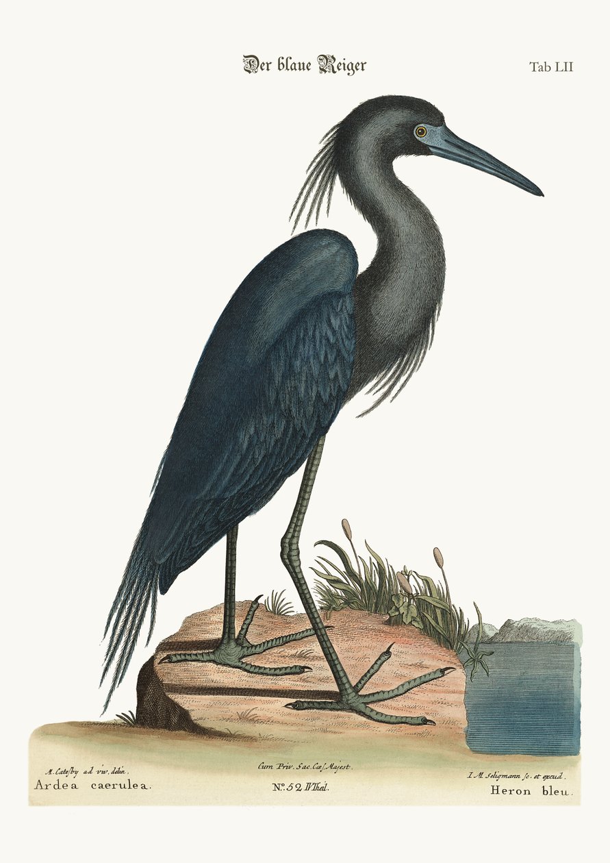 A kék kócsag, 1749-73 alkotó: Mark Catesby
