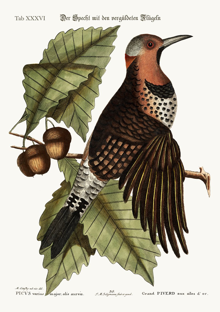 Az aranyszárnyú harkály, 1749-73 alkotó: Mark Catesby
