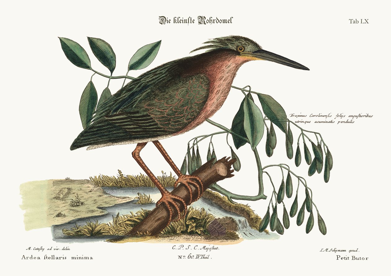 A kis keserű, 1749-73 alkotó: Mark Catesby