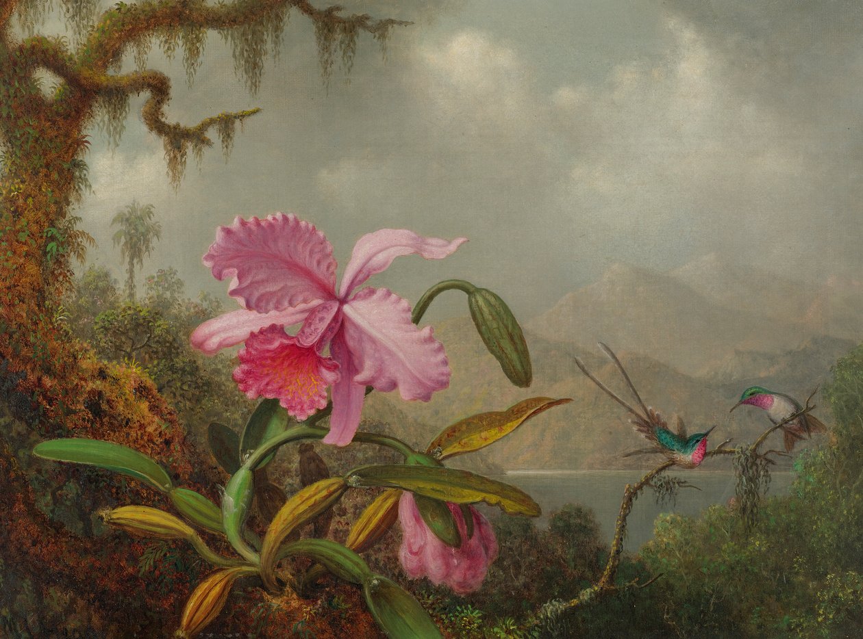 Orchideák és kolibri alkotó: Martin Johnson Heade