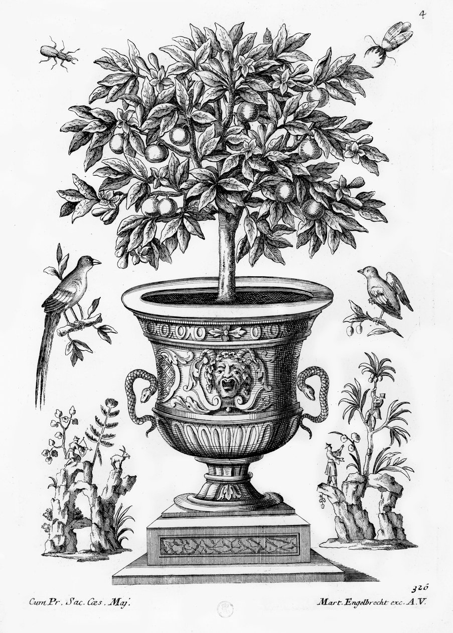 Citrusfák, 1735 körül alkotó: Martin Engelbrecht