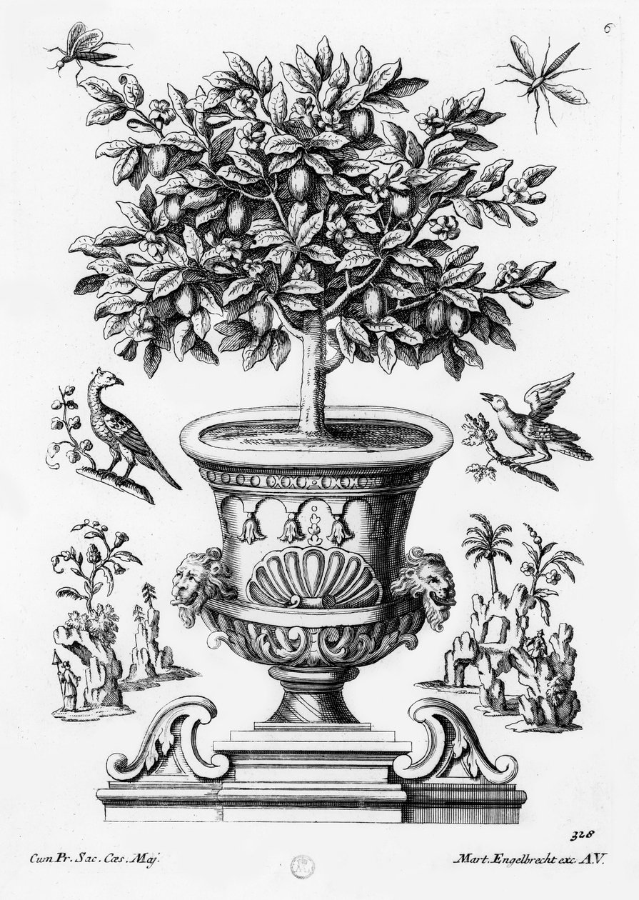 Citrusfák, 1735 körül alkotó: Martin Engelbrecht