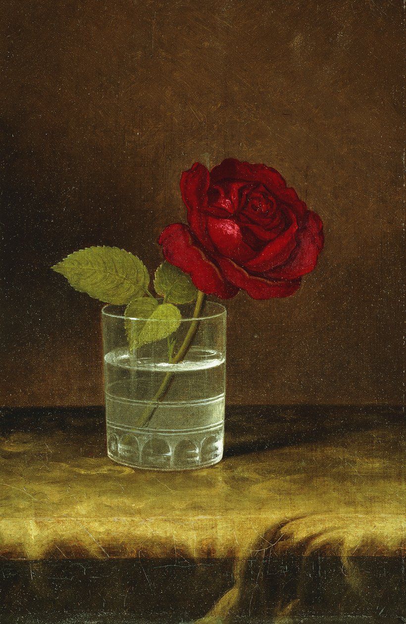Vörös rózsa, alkotó: Martin Johnson Heade