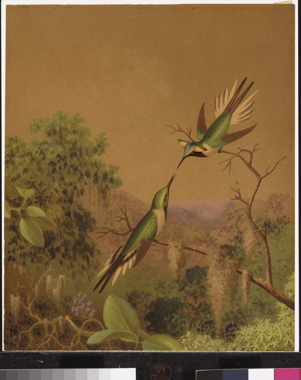 Brazil kolibri IV alkotó: Martin Johnson Heade