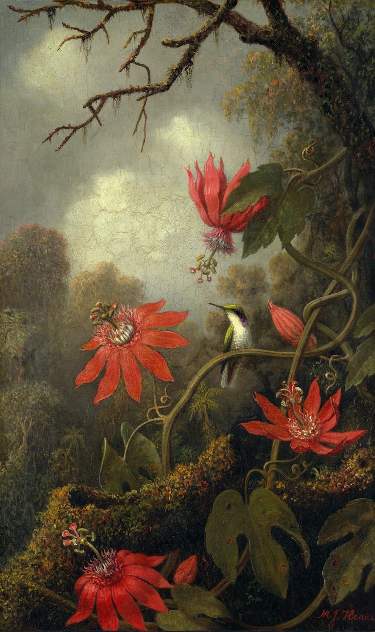 Kolibri és golgotavirág, kb. 1875-85. alkotó: Martin Johnson Heade