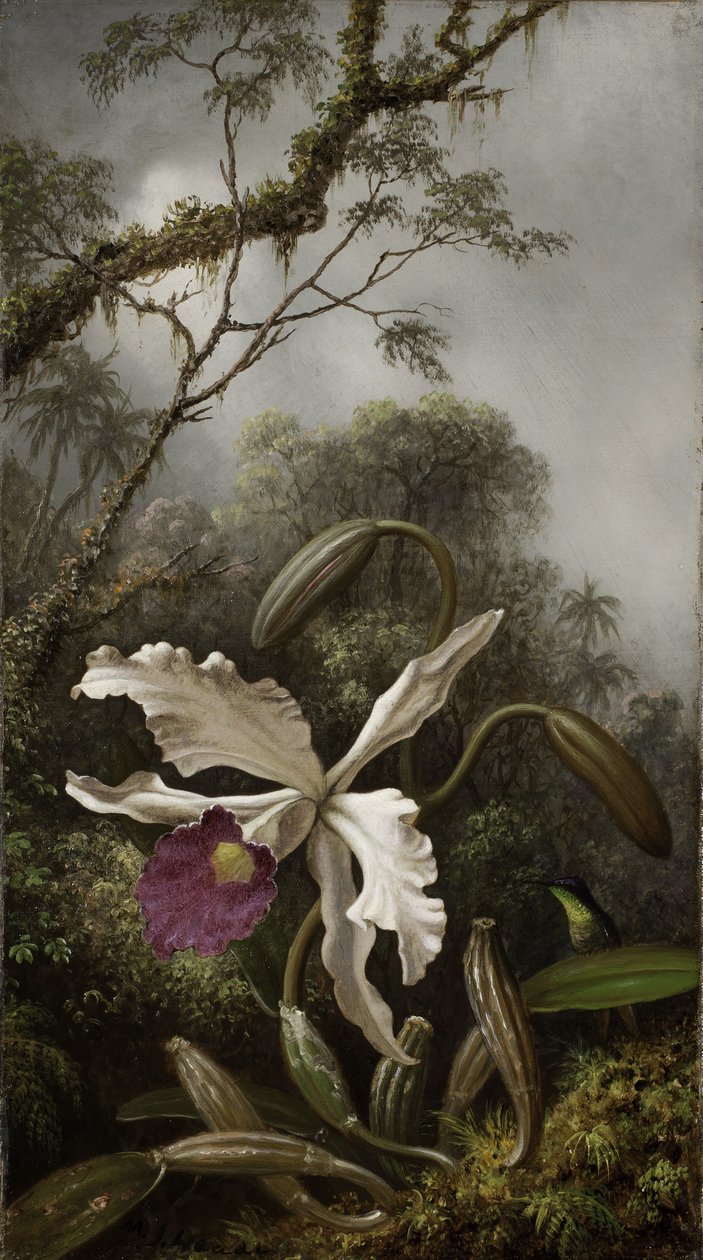 Kolibri fehér orchideával, 1875-1885 alkotó: Martin Johnson Heade