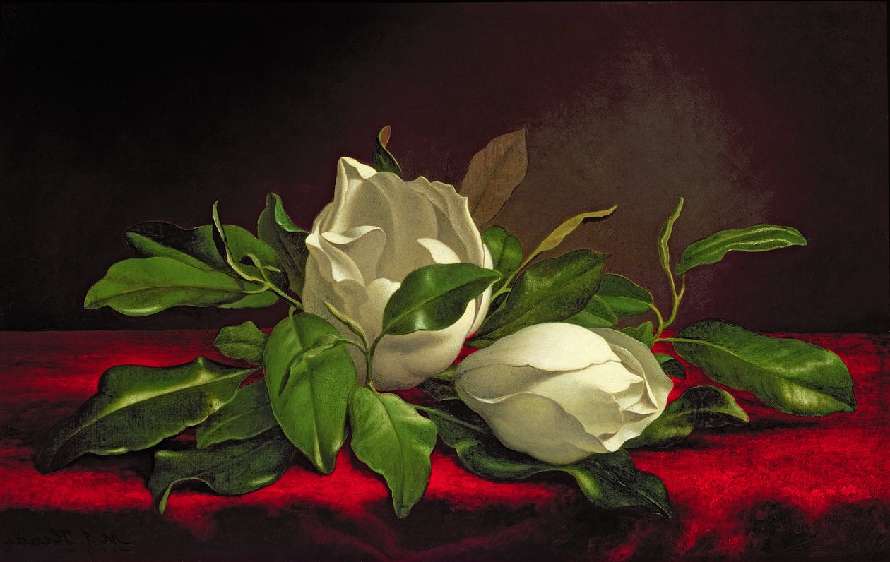 Magnólia alkotó: Martin Johnson Heade