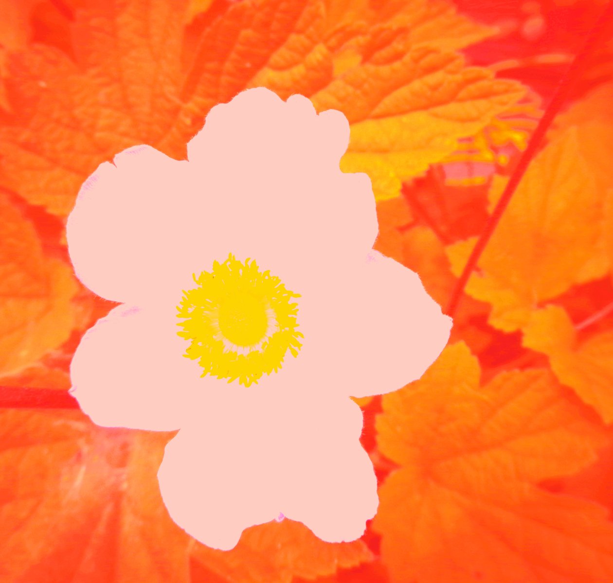 Blume (tisztelet Andy Warhol előtt) alkotó: Martina Konitzky