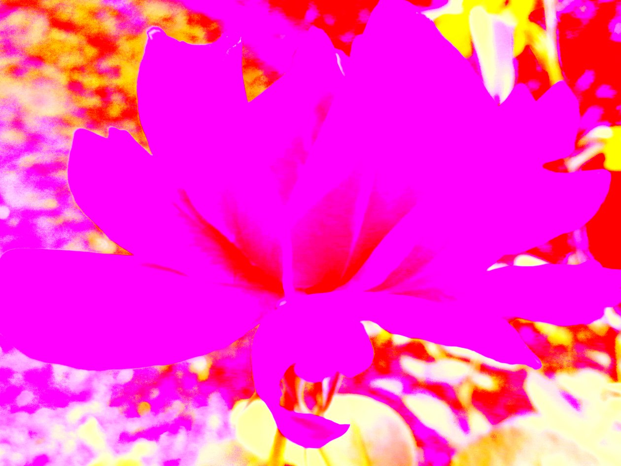 Rose Digital Art alkotó: Martina Konitzky