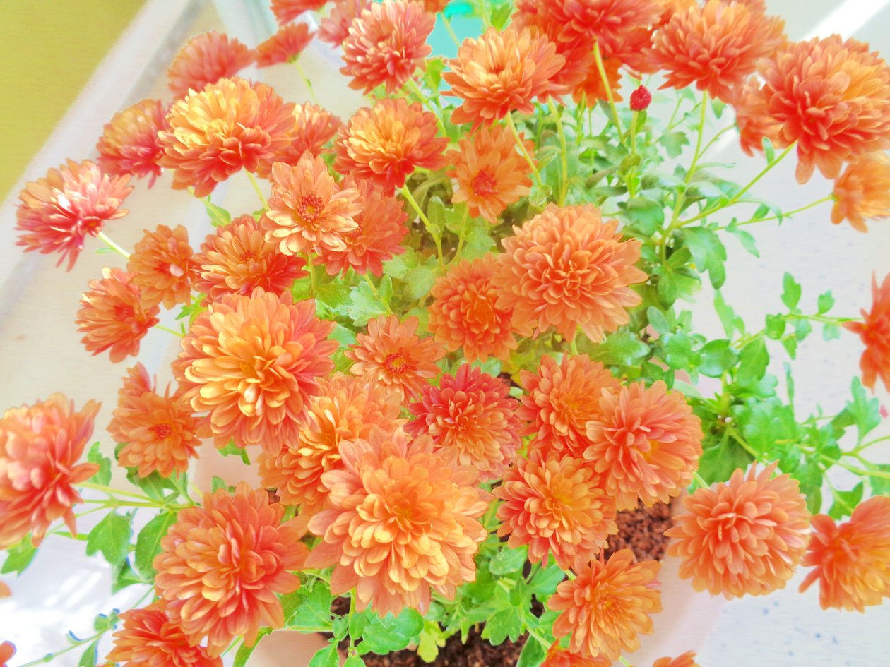 chrysanthemen2 alkotó: Martina Konitzky