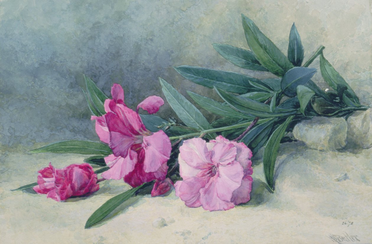 Oleander virág (akvarell) alkotó: Mary E. Butler