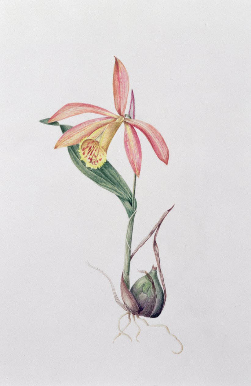 Pleione Zeus Wildstein (wc papíron) alkotó: Mary Kenyon Slaney