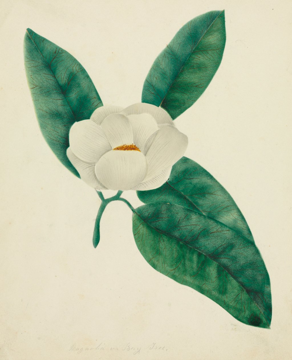 Magnólia. alkotó: Mary Altha Nims