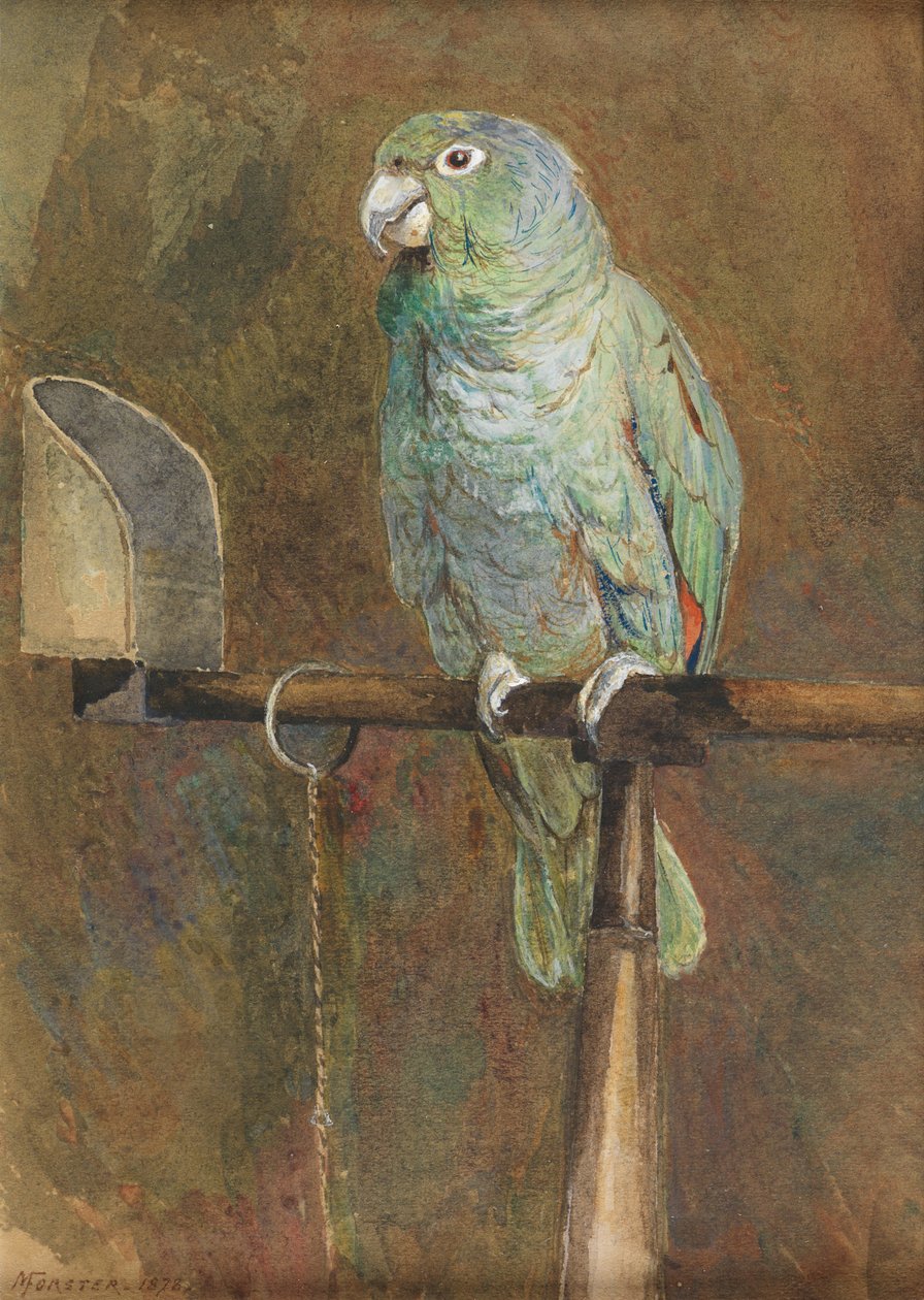 Polly a papagáj alkotó: Mary Forster