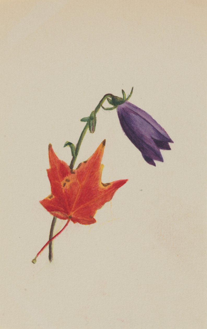 (Cím nélkül) alkotó: Mary Vaux Walcott