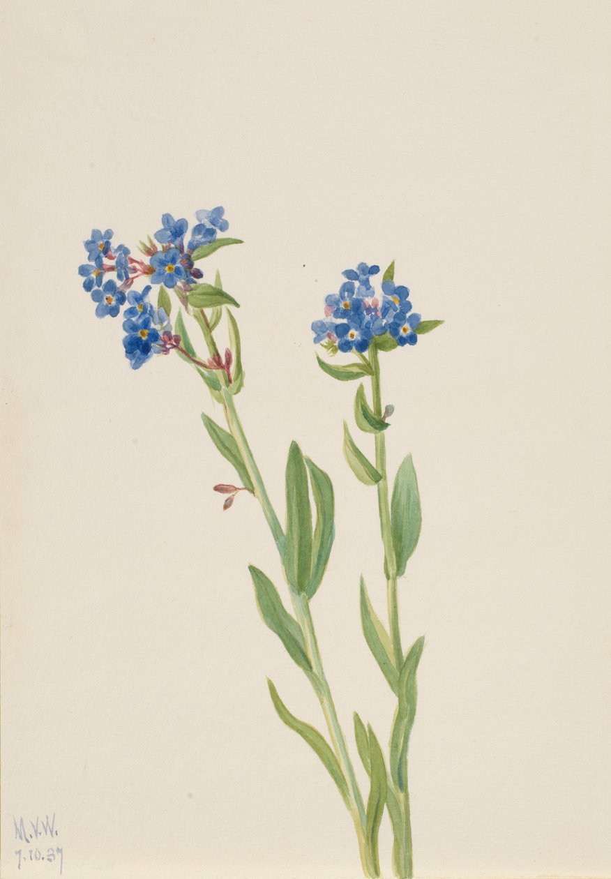 Alpesi Forget-Me-Not Myosotis alpestris, 1937. alkotó: Mary Vaux Walcott