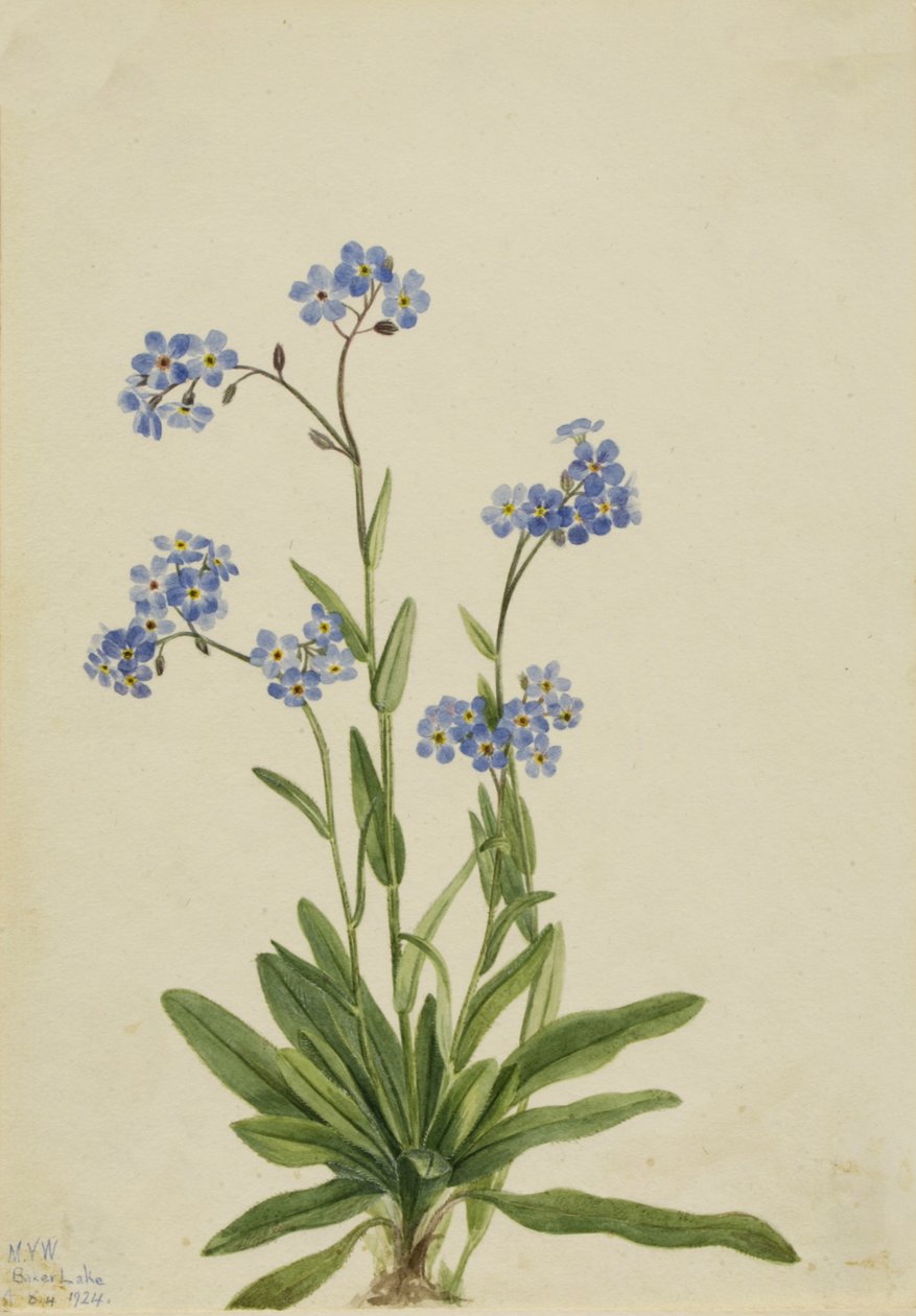 Alpesi nefelejcs Myosotis alpestris, 1924. alkotó: Mary Vaux Walcott