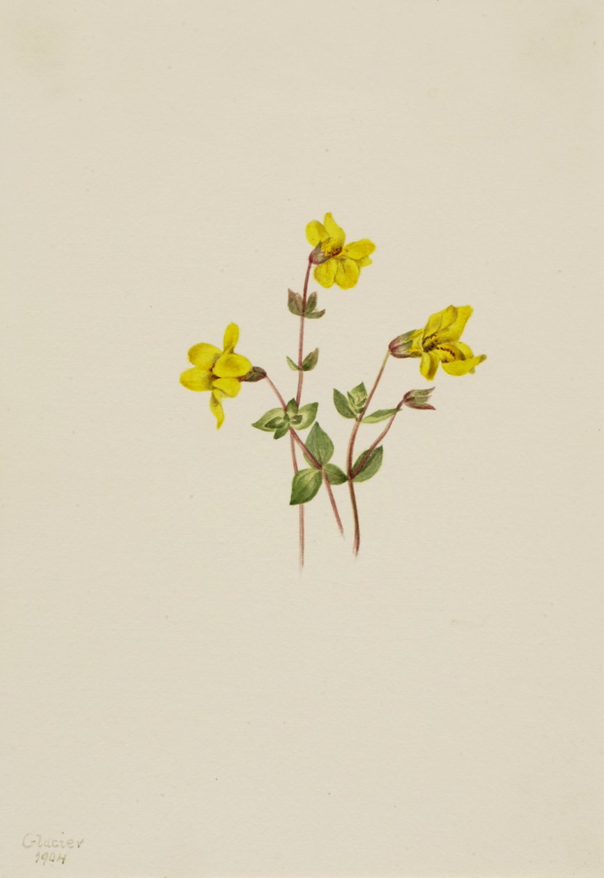 Alpesi majomvirág Mimulus caespitosus, 1904. alkotó: Mary Vaux Walcott