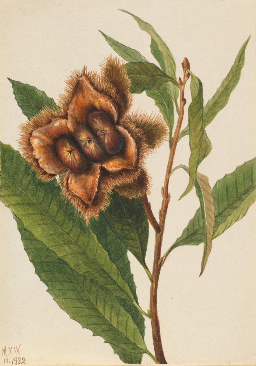 Amerikai gesztenye Castanea dentata, 1932. alkotó: Mary Vaux Walcott