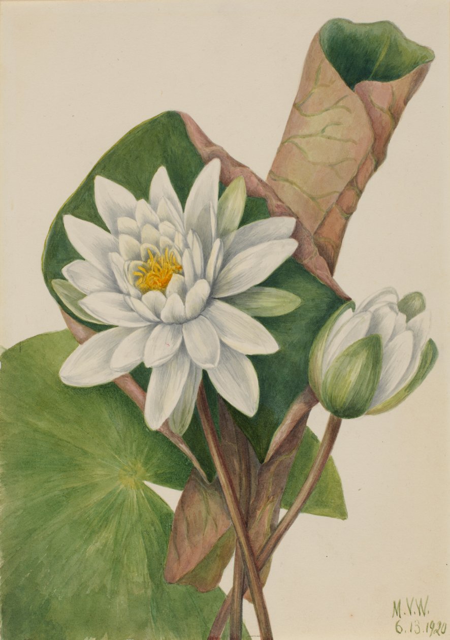 Amerikai tavirózsa Castalia odorata, 1920. alkotó: Mary Vaux Walcott