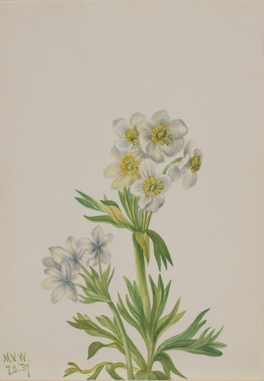 Anemone Anemone zephyra, 1937. alkotó: Mary Vaux Walcott