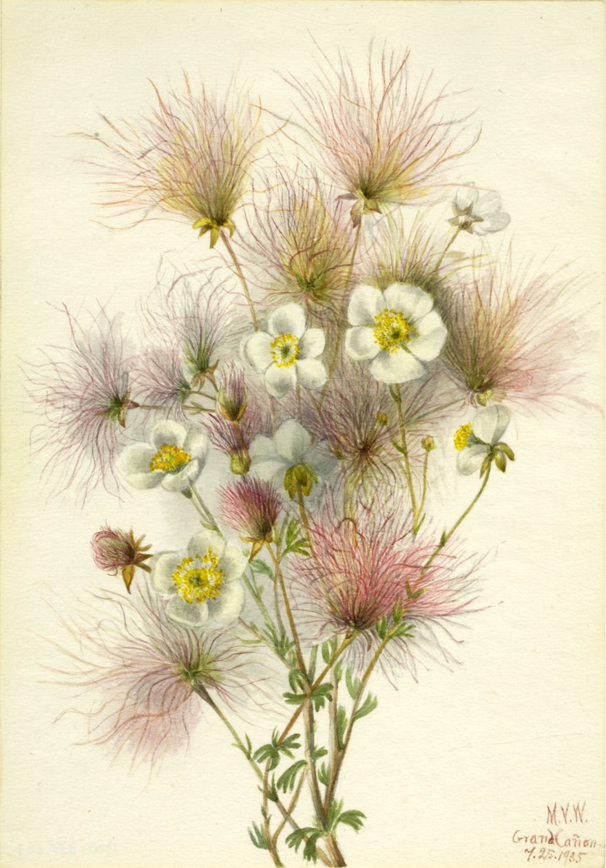 Apache Plume Fallugia paradoxa, 1935. alkotó: Mary Vaux Walcott