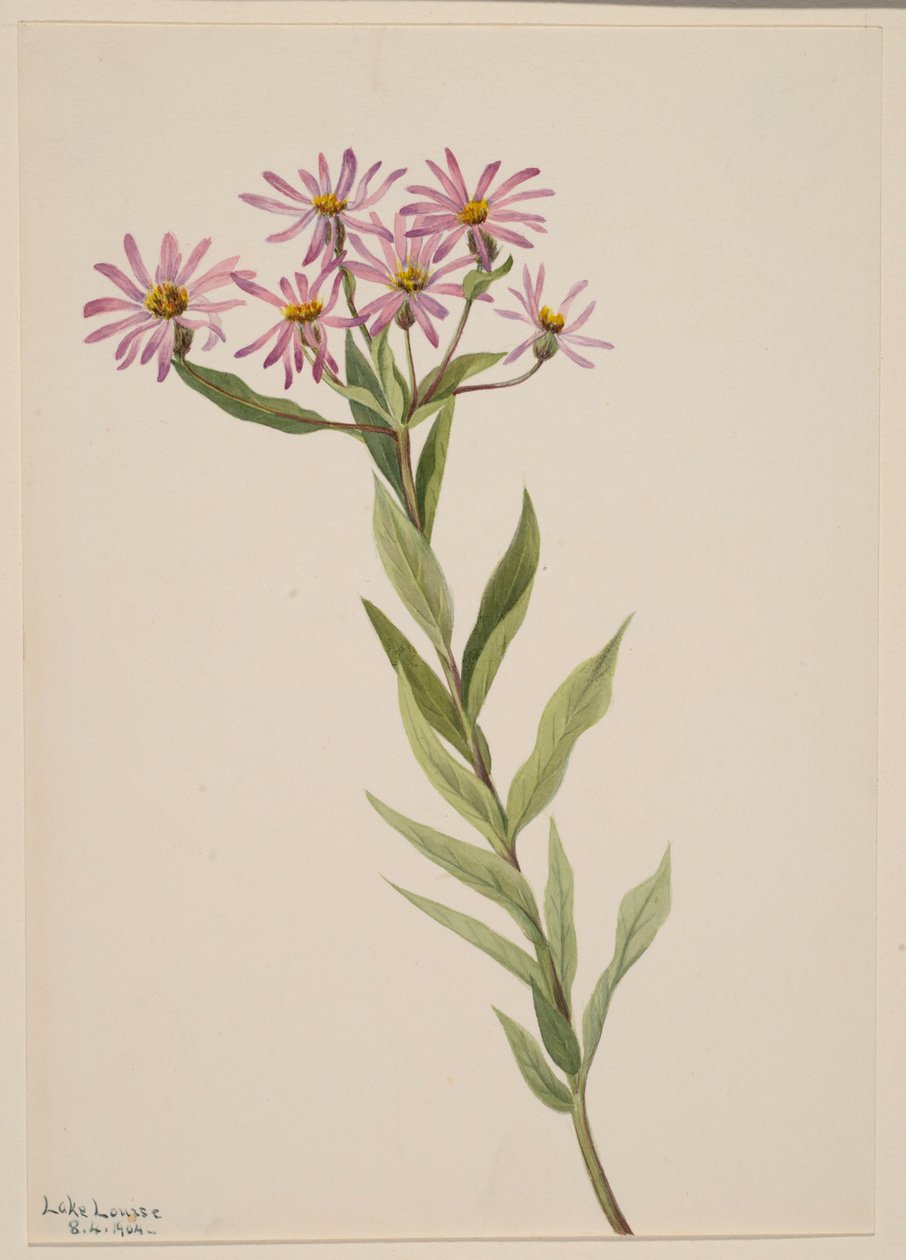 Aster Engelmann alkotó: Mary Vaux Walcott