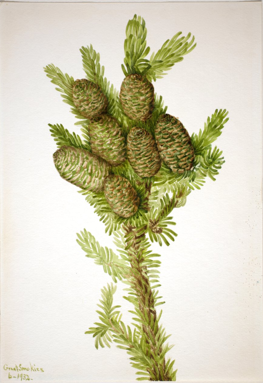 Balsam Fir Albies fraseri, 1932. alkotó: Mary Vaux Walcott