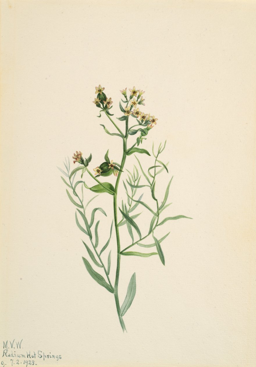 Bastard Toadflax Comandra pallida, 1923. alkotó: Mary Vaux Walcott