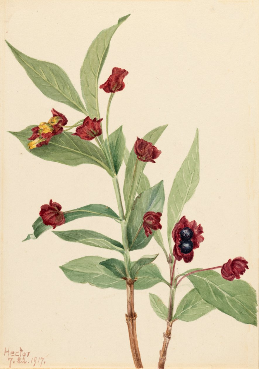 Medveszőlő lonc Lonicera involucrata, 1917. alkotó: Mary Vaux Walcott