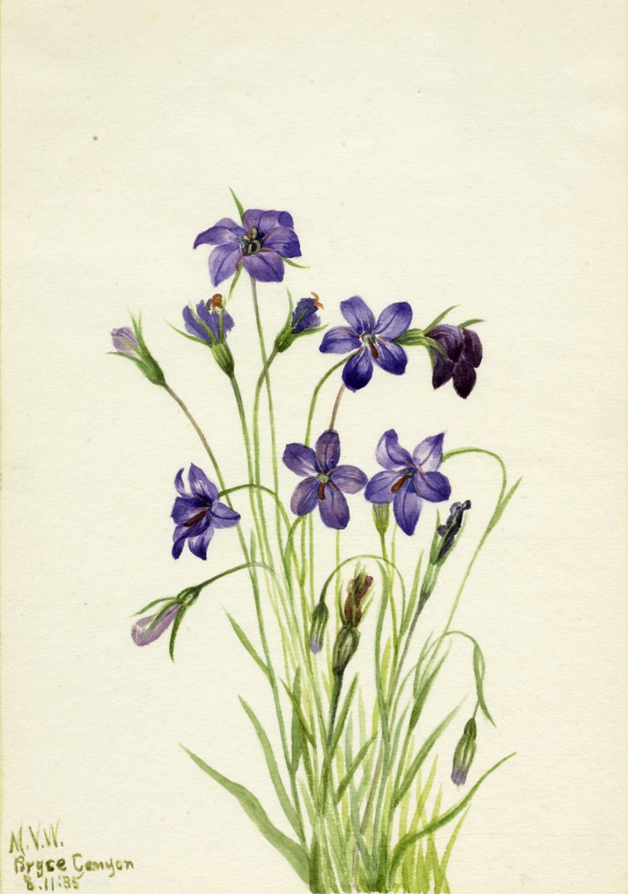 Harangvirág Campanula, 1935. alkotó: Mary Vaux Walcott