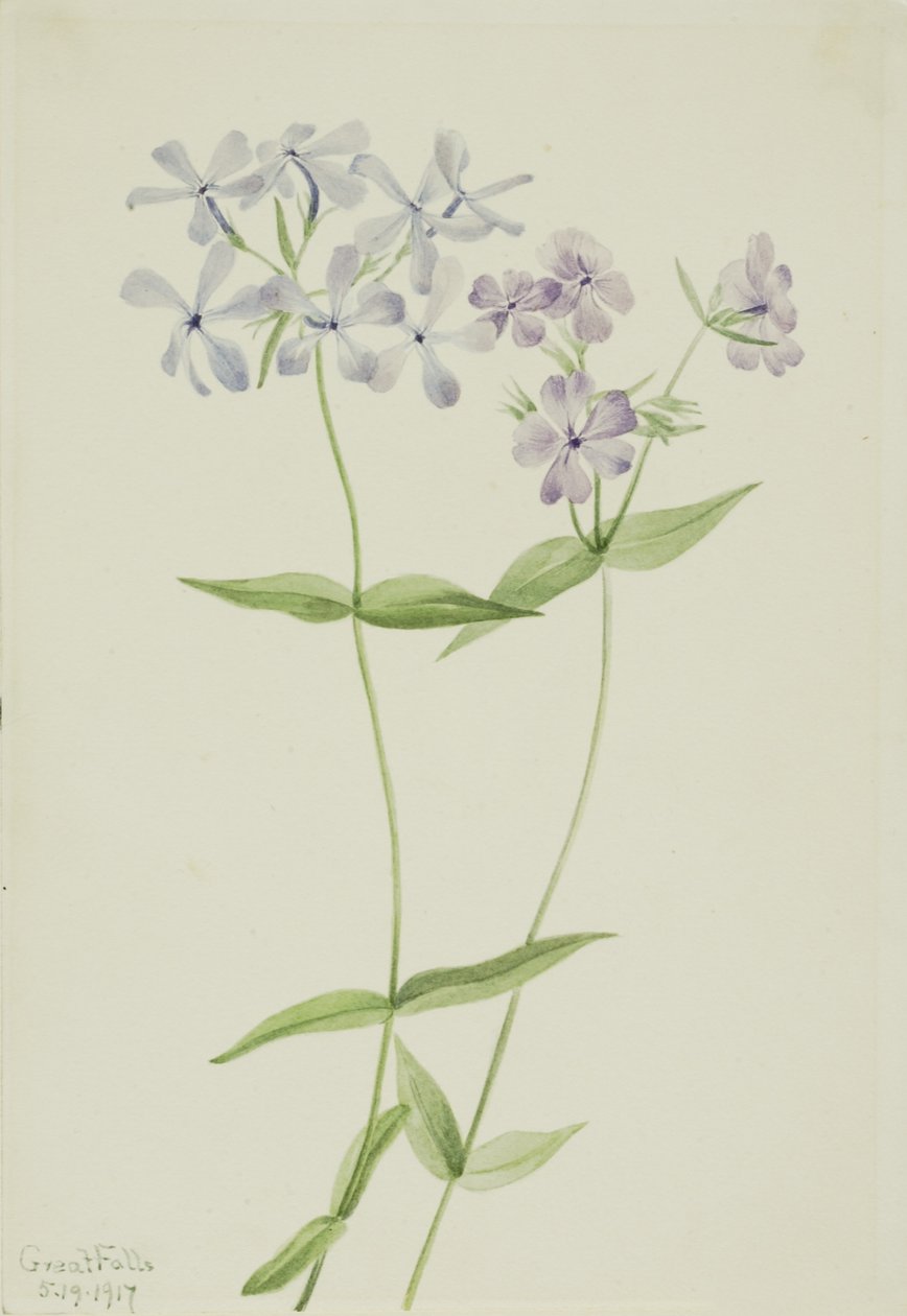 Kék Phlox (Phlox divaricata) alkotó: Mary Vaux Walcott