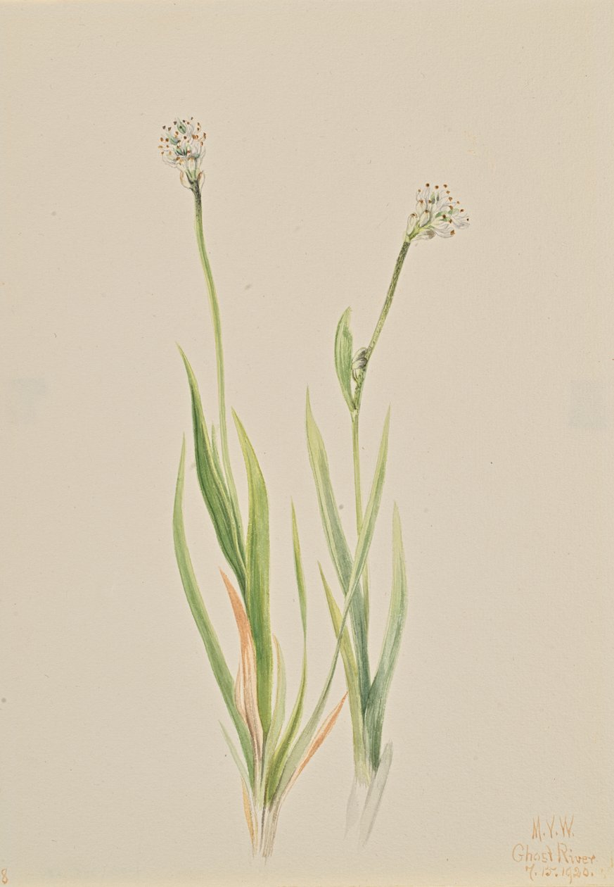 Bog-Asphodel Tofieldia intermedia, 1920. alkotó: Mary Vaux Walcott