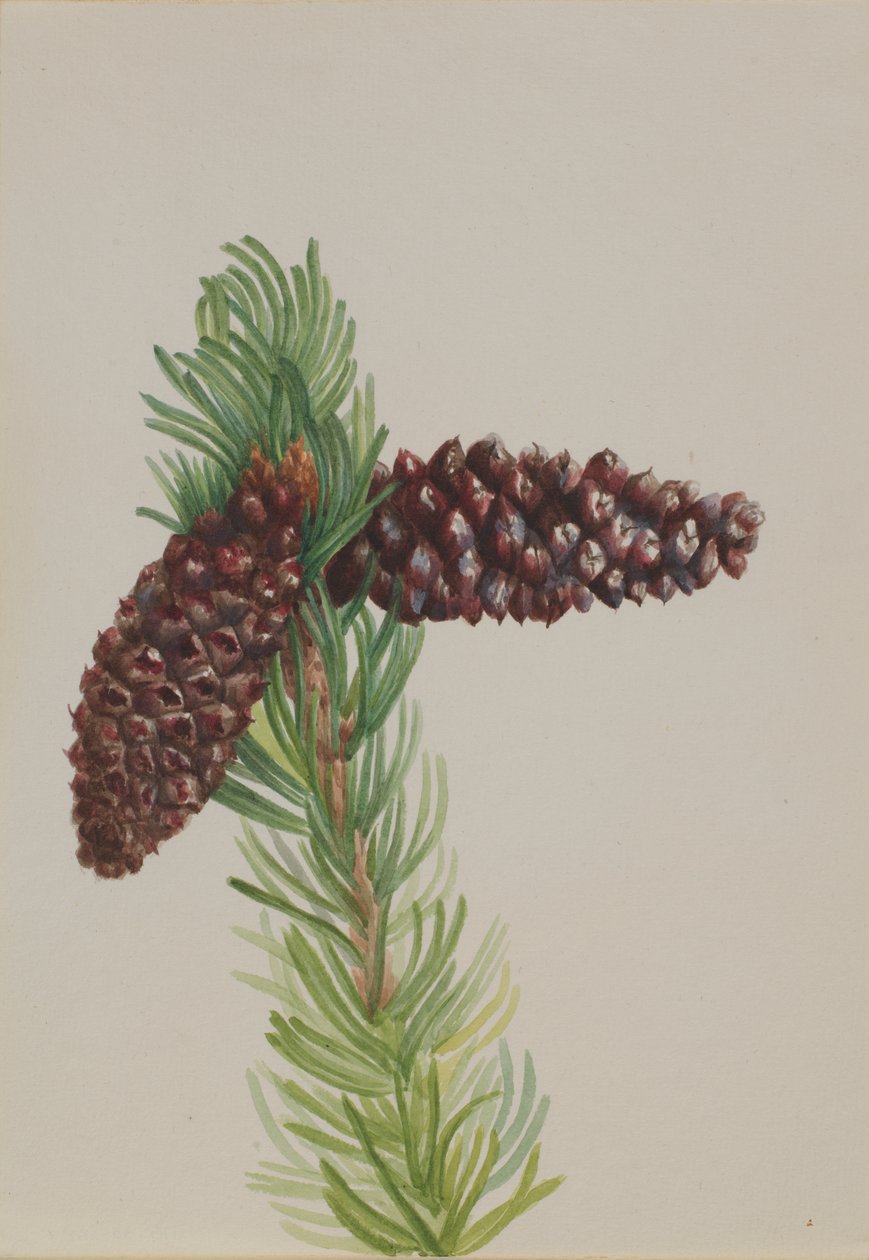 Sörte-kúp Pinus aristata, kb. 1930-as évek. alkotó: Mary Vaux Walcott