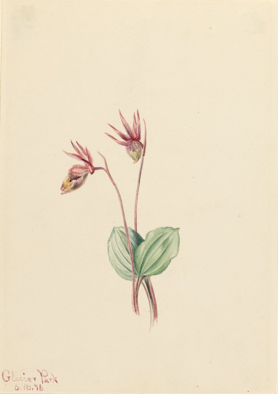 Calypso Cytherea bulbosa, 1916. alkotó: Mary Vaux Walcott