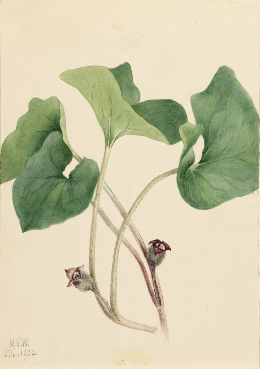 Kanada Wild Ginger Asarum canadense, 1920. alkotó: Mary Vaux Walcott
