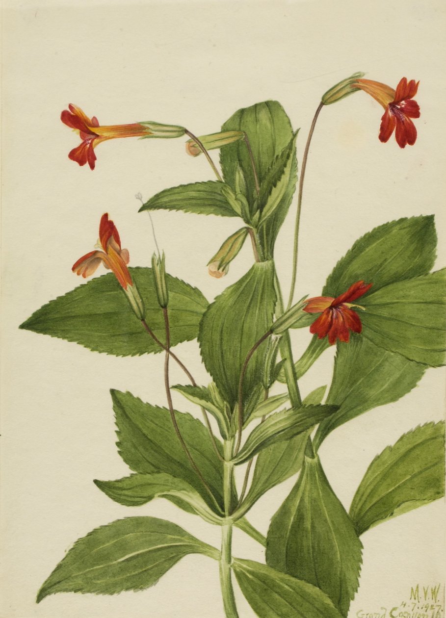 Bíboros majomvirág (Mimulus cardinalis) alkotó: Mary Vaux Walcott