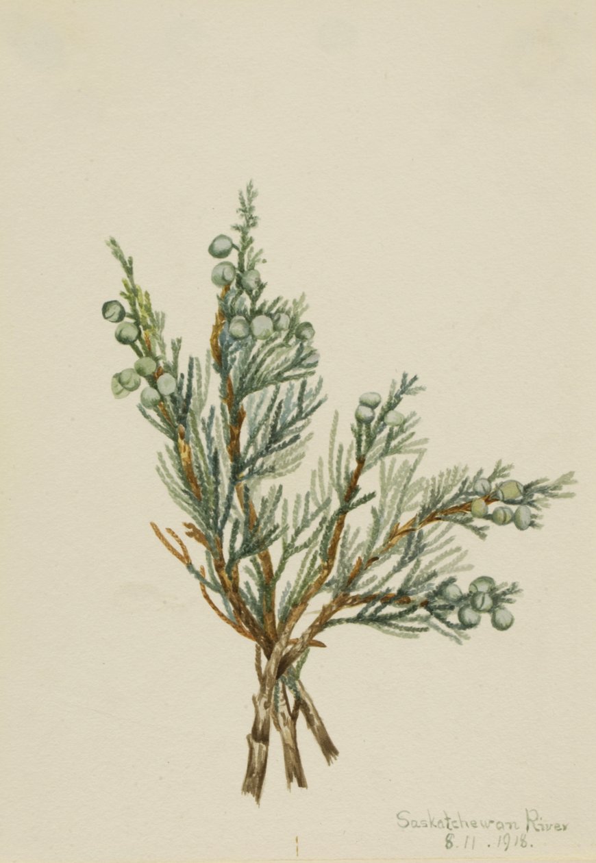 Kúszó boróka Juniperus horizontalis, 1918. alkotó: Mary Vaux Walcott