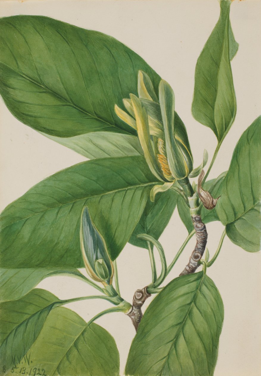 Uborkafa Magnolia acuminata, 1922 alkotó: Mary Vaux Walcott