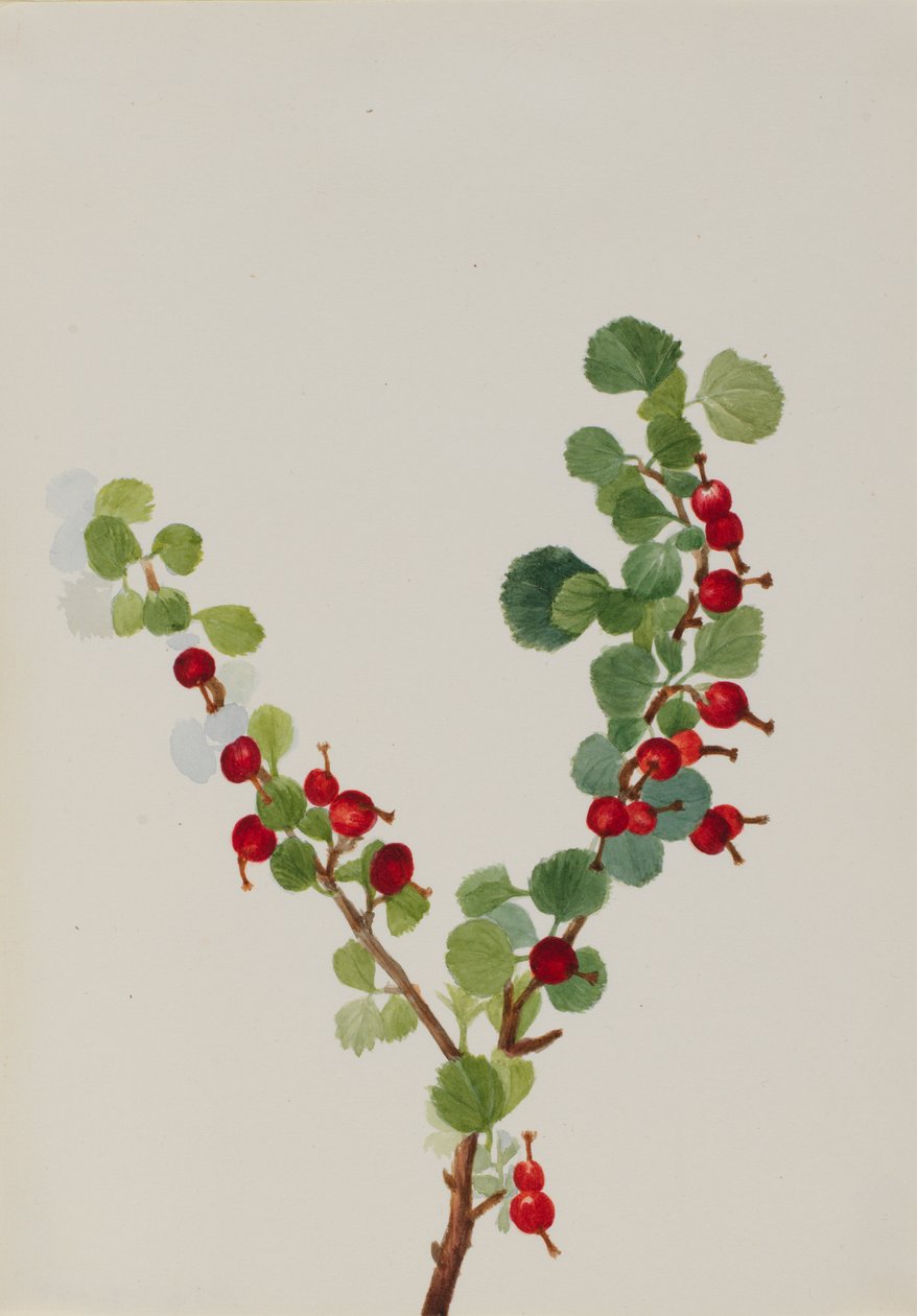 Ribizli befejezetlen Ribes fajok, n.d. alkotó: Mary Vaux Walcott