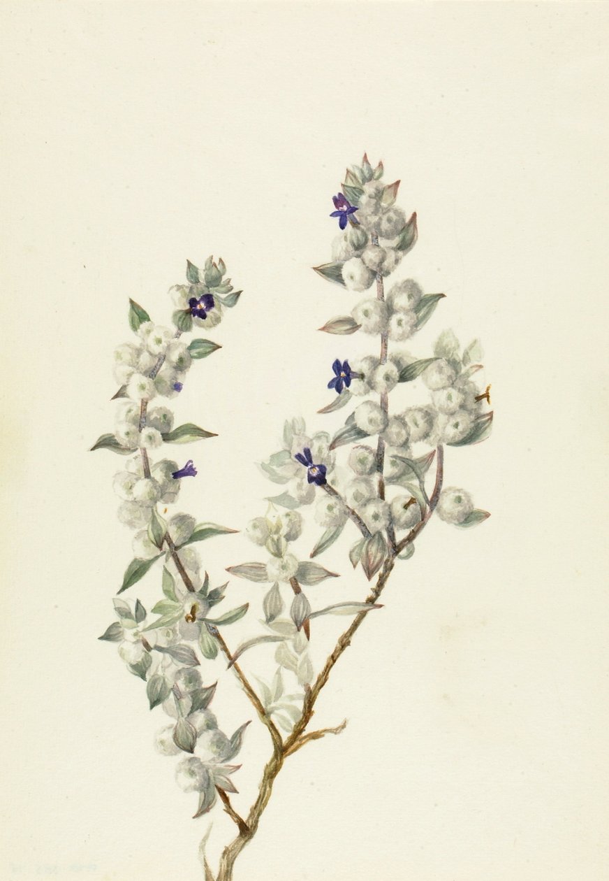 Halál-völgyi zsálya (Salvia funerea) alkotó: Mary Vaux Walcott