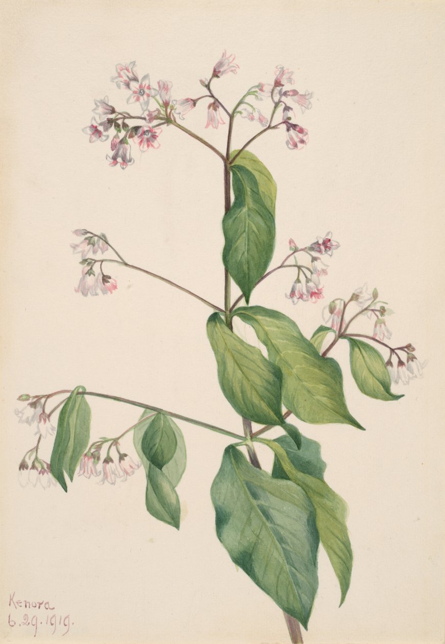 Dogbane Apocyum androsaemfolium, 1919. alkotó: Mary Vaux Walcott