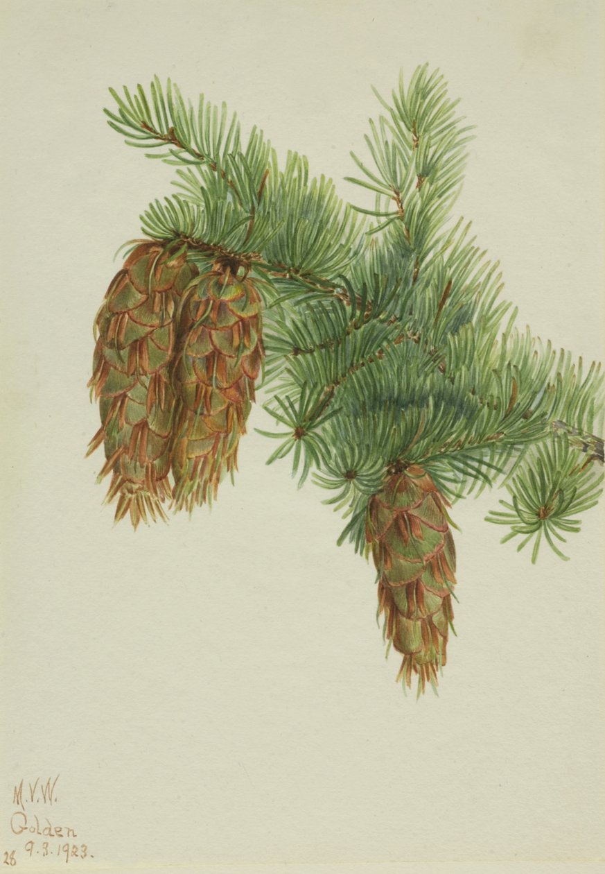Douglas Fir Pseudotsuga mucronata, 1923. alkotó: Mary Vaux Walcott