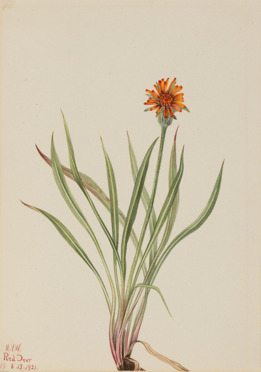 Hamis pitypang Agoseris aurantiaca, 1921. alkotó: Mary Vaux Walcott