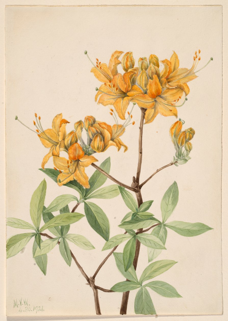 Láng azálea (Azalea lutea) alkotó: Mary Vaux Walcott