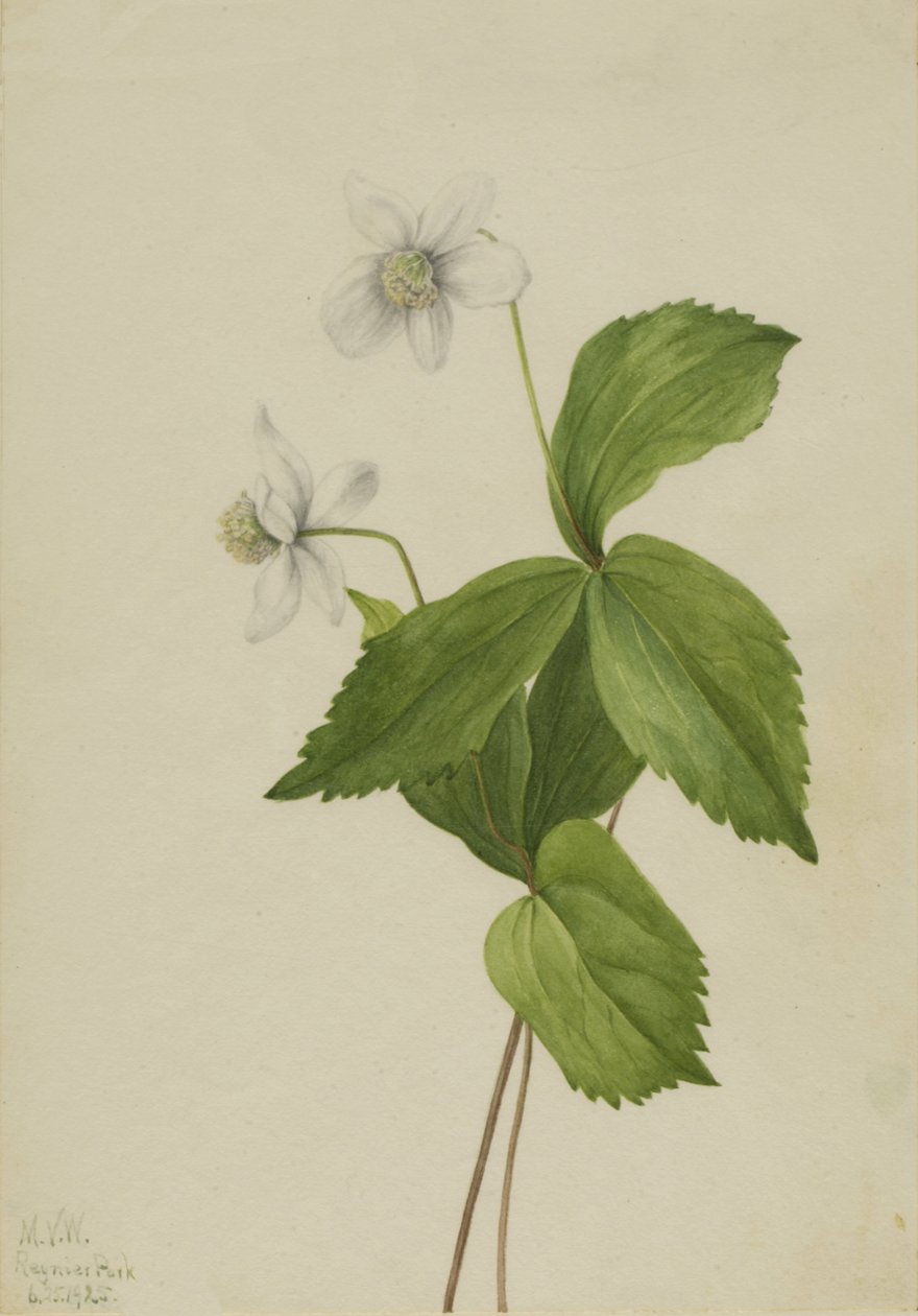 Erdei kökörcsin Anemone deltoidea, 1925. alkotó: Mary Vaux Walcott
