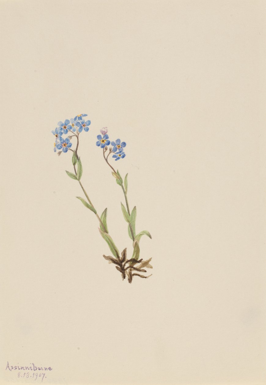 Nefelejcs Myosotis alpestris, 1907. alkotó: Mary Vaux Walcott